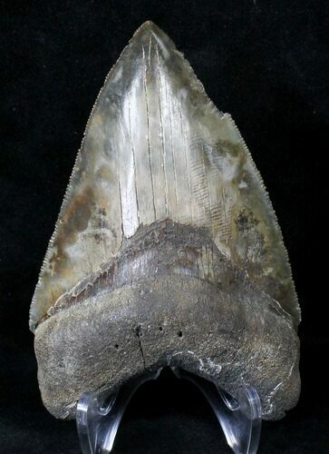 Razor Sharp Megalodon Tooth - Georgia #19076